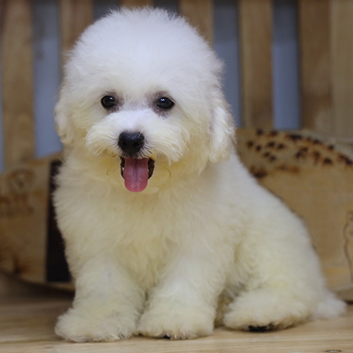 Cún Bichon Frise trắng 2 tháng tuổi đáng yêu