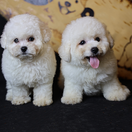 Hai bé Bichon trắng tinh khôi, 2 tháng tuổi, đang tạo dáng cực yêu