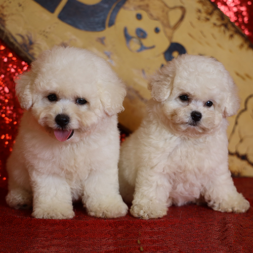 Hai bé chó Bichon Frise trắng tinh cực kỳ dễ thương