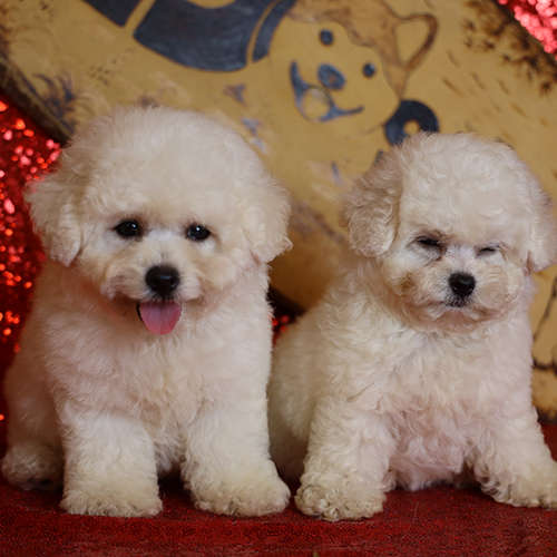 Hai chó Bichon trắng 2 tháng tuổi đáng yêu ngồi cạnh nhau.