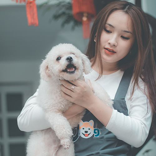 Chó Bichon Frise trắng Peewee 4 tháng tuổi đáng yêu.