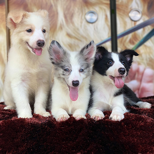 Ba chú chó Border Collie con vàng trắng, đen trắng và Blue Merle