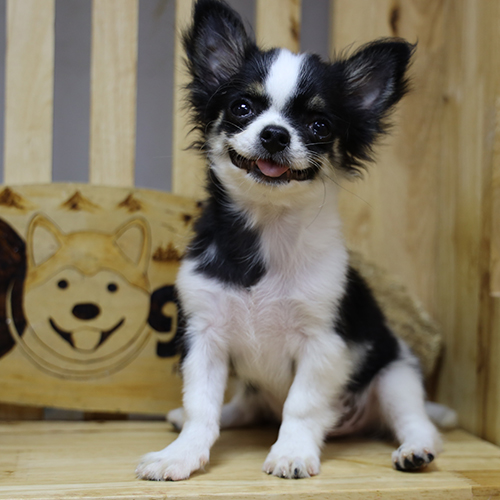 Chó Chihuahua đực 2 tháng tuổi màu đen trắng ngồi ghế gỗ