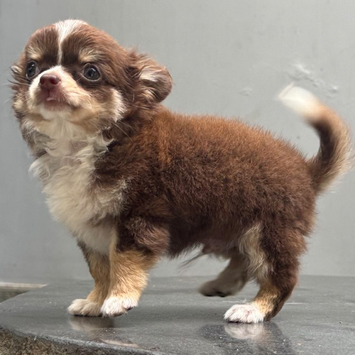 Chihuahua lông nâu trắng bông xù đang đứng cảnh giác trên nền đá.