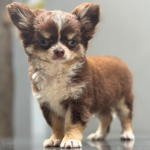 Chó Chihuahua đực 2 tháng tuổi màu bò sữa đứng trên nền đá