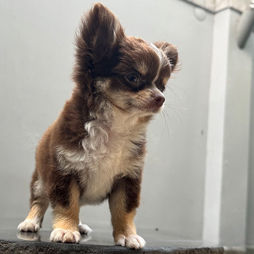 Chó Chihuahua lông nâu trắng đứng cảnh giác trên nền bê tông.
