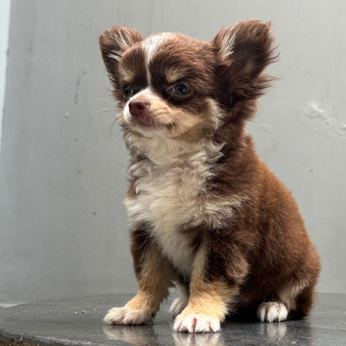 Chihuahua lông dài màu bò sữa nâu trắng