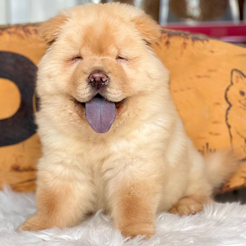Chow Chow lông vàng, lưỡi đen đặc trưng, ngồi trên nền lông trắng