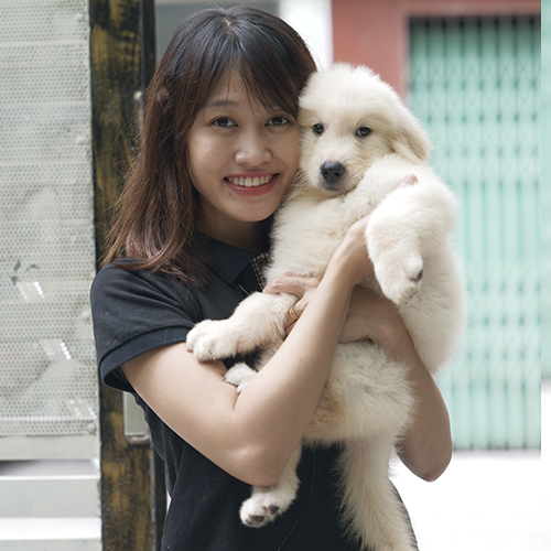 Golden Retriever Lily 2 tháng tuổi, lông bạch kim mềm mượt, được bế trong vòng tay yêu thương