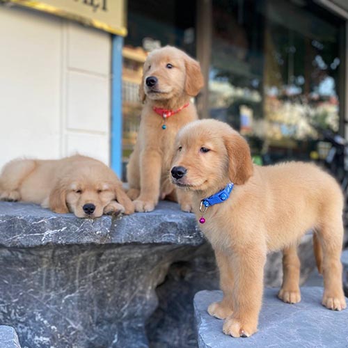 Ba chó Golden Retriever con màu vàng đang chơi và nghỉ ngơi