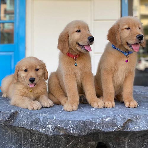 Ba chú chó Golden Retriever con ngồi trên bàn đá, lông vàng óng và hiền lành.