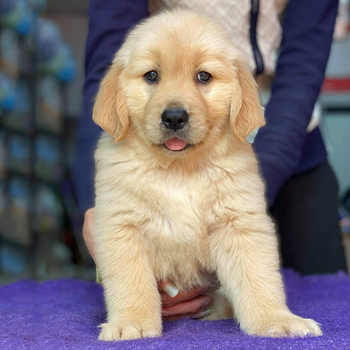 Golden Retriever Jamón 2 tháng tuổi, lông vàng óng mượt, đang ngồi tạo dáng dễ thương