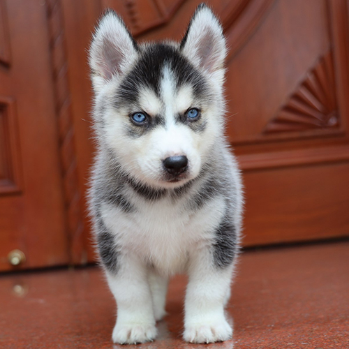 Chó Husky con đen trắng với đôi mắt xanh nổi bật đứng trước cửa gỗ