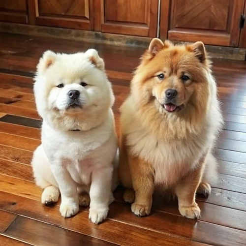 Hai chú chó Chow Chow lai, lông dày màu trắng kem và nâu đỏ, ngồi trên sàn gỗ, gương mặt dễ thương, bờm sư tử nổi bật