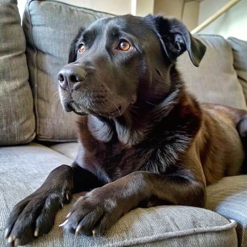 Chó lai Chow Chow và Labrador đen tuyền, bộ lông dày, ngồi trên ghế sofa, ánh mắt hiền lành