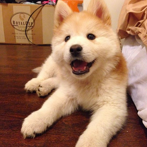 Chó lai Chow Chow và Husky lông xù màu vàng trắng, đang nằm sàn gỗ, gương mặt tươi cười dễ thương