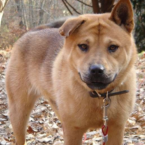 Chó Chow Chow lai Pitbull Pitchow lông vàng nâu, cơ bắp, mặt nghiêm nghị, đeo xích giữa rừng lá rụng