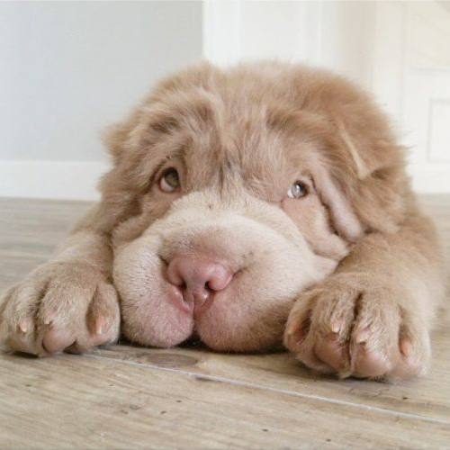Chó Chow Chow lai Shar Pei nằm dài trên sàn gỗ, mặt nhăn nheo, ánh mắt buồn siêu dễ thương