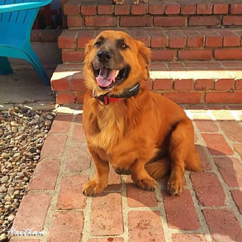 Chó Chow Chow lai Basset Hound ngồi trên bậc thềm gạch, thân hình nhỏ gọn, tai dài, mặt vui vẻ