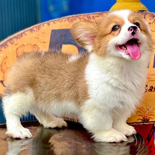 Chó Corgi chân ngắn dễ thương, lông mềm mượt tại Chomeocanh.com.