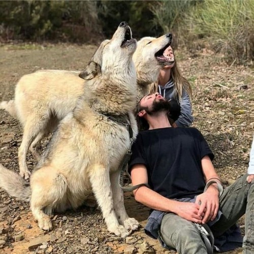 Chó lai sói Wolf-Hybrid và hai người bạn trong thiên nhiên, cùng tạo dáng với biểu cảm vui vẻ.
