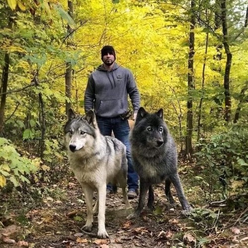 Chó lai sói Wolf-Hybrid cùng chủ nhân giữa rừng cây mùa thu, toát lên vẻ uy nghi và hoang dã.