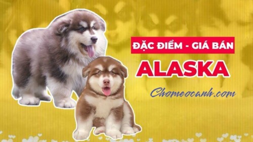 Banner thông tin đặc điểm và giá bán chó Alaska