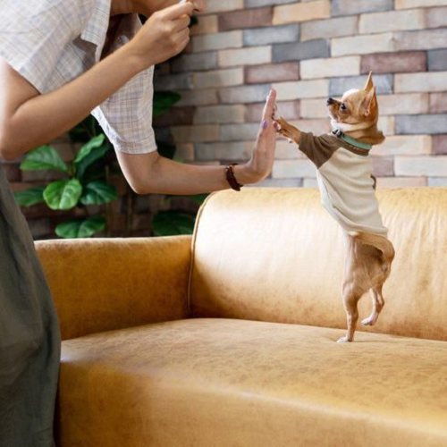 Chó Chihuahua mặc áo đứng bằng hai chân trước mặt người đang huấn luyện.