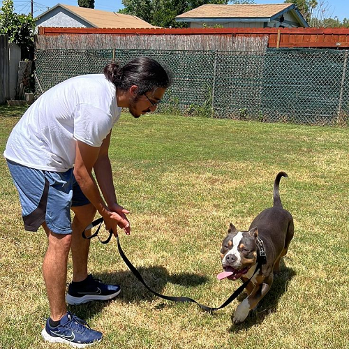 Huấn luyện chó Pitbull bằng phần thưởng ngoài trời