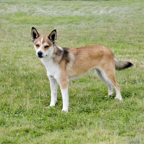 Giống chó Lundehund Nauy với sáu ngón chân và khả năng linh hoạt.