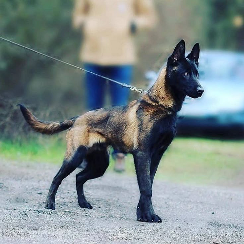 Chó Malinois thuần chủng trưởng thành đứng oai vệ trên đường mòn