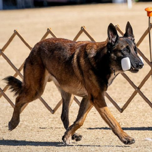 Chó Malinois đang huấn luyện mang vật dụng trong sân