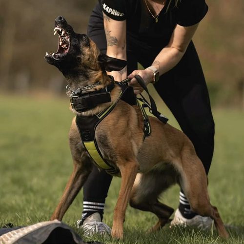 Chó Malinois gầm gừ trong buổi huấn luyện bảo vệ
