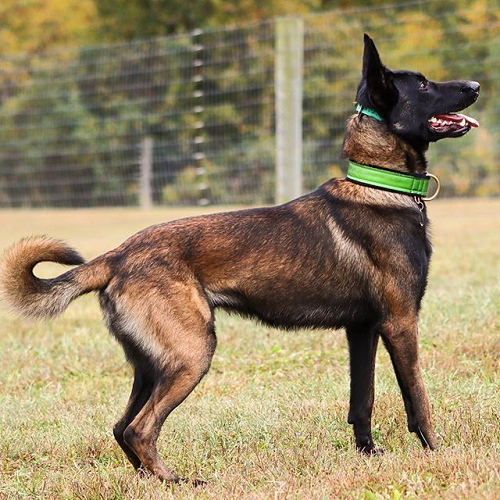 Chó Malinois đứng ngoài trời, đeo vòng cổ xanh nổi bật