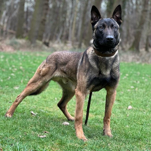 Chó Malinois đứng trên cỏ xanh, dáng săn chắc và oai vệ