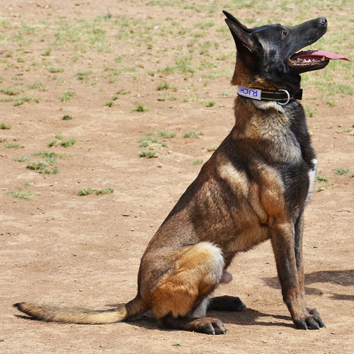 Chó Malinois thuần chủng ngồi nghiêm túc trên nền đất