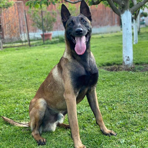 Chó Malinois thuần chủng ngồi trên cỏ với dáng vẻ lanh lợi