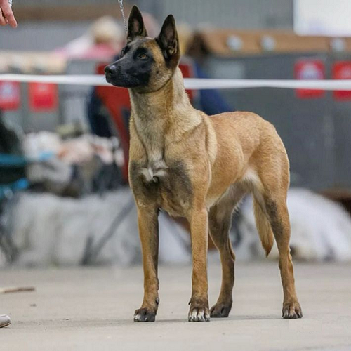Chó Malinois lông ngắn màu vàng nâu đứng trong sân huấn luyện