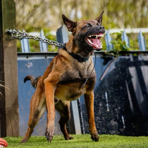 Chó Malinois gầm gừ khi huấn luyện nghiệp vụ ngoài trời