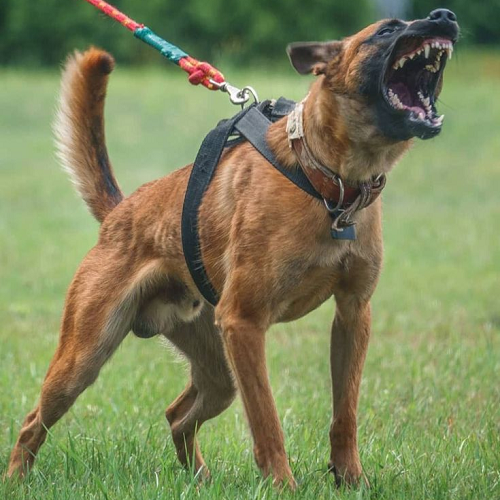 Chó Malinois đang sủa lớn khi huấn luyện ngoài trời