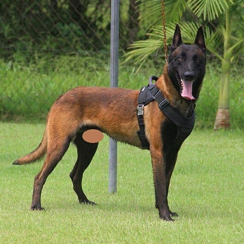 Chó Belgian Malinois nghiệp vụ hiện đại mặc dây nịt đen ngoài trời