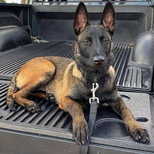 Chó Malinois nằm trên thùng xe bán tải, tai dựng và mắt sáng