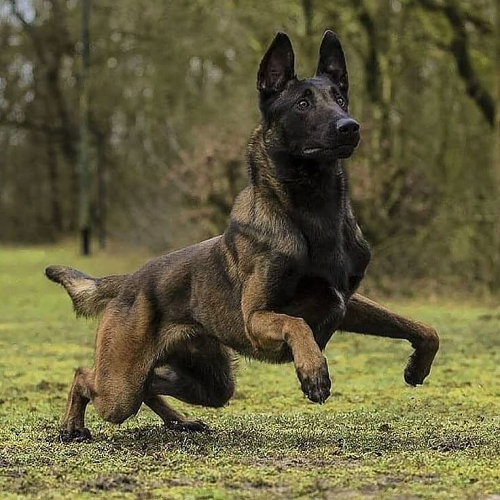 Chó Malinois cơ bắp, thân hình săn chắc đang chạy trên cỏ