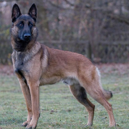 Chó Malinois lông ngắn màu nâu vàng với mặt nạ đen rõ nét