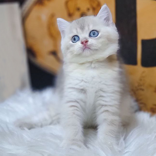 Mèo Anh lông ngắn màu sáng mắt xanh nổi bật