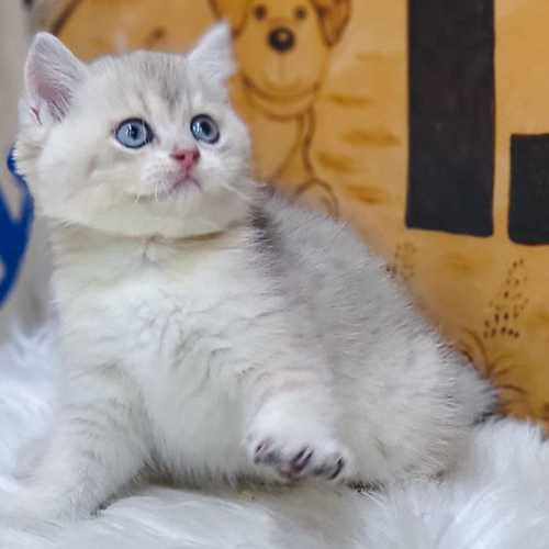 Mèo con Anh lông ngắn silver tabby mắt xanh tại Chomeocanh.com