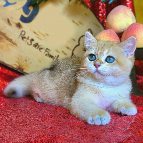 Mèo Anh lông ngắn màu golden nằm thư giãn trên nền đỏ