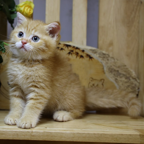 Mèo Anh lông ngắn red tabby với biểu cảm dễ thương trên ghế gỗ