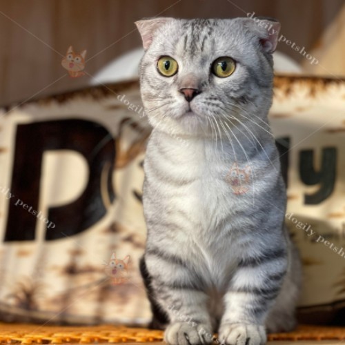 Mèo Munchkin lai Anh lông ngắn màu silver tabby, tai cụp, dáng ngồi vững chãi tại Chomeocanh.com.