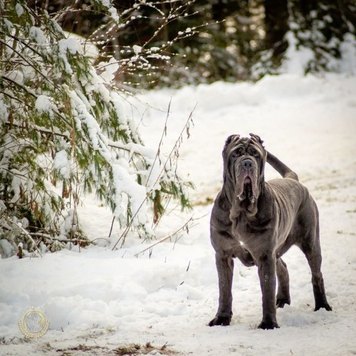 Chó Neapolitan Mastiff đứng trên nền tuyết trắng, cơ thể khổng lồ và uy nghiêm.